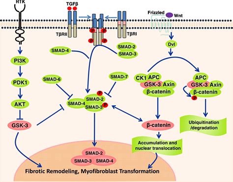 Targeting β 3 .